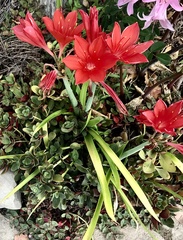 Cyrtanthus sanguineus
