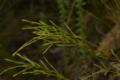 Baeckea linifolia