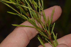 Baeckea linifolia