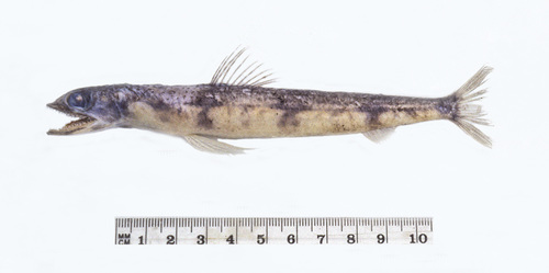 Triplecross lizardfish (Synodus macrops) — Synodontidae