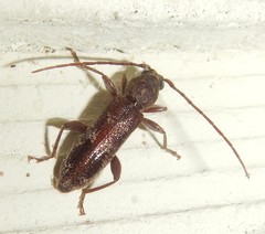 Phacodes