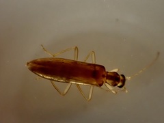 Thelyphassa lineata