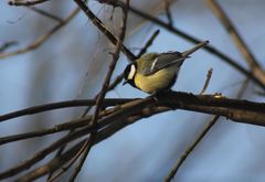 Parus major