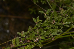 Olearia erubescens