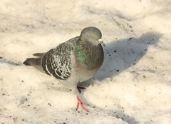 Columba livia domestica