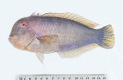 Iniistius jacksonensis