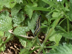 Callimorpha dominula