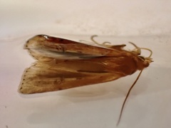 Ichneutica atristriga