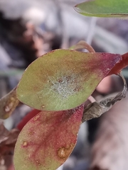 Podosphaera euphorbiae