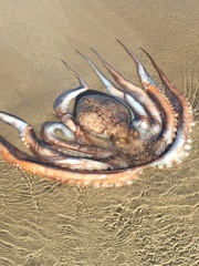 Macroctopus maorum