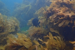 Parma alboscapularis