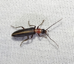 Oxycopis