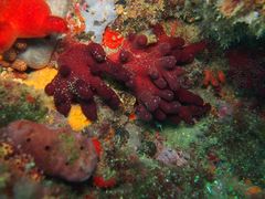 Alcyonium acaule