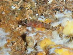 Gammogobius steinitzi