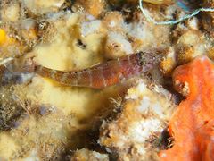 Gammogobius steinitzi