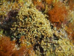 Ericaria mediterranea