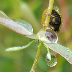 Paropsisterna agricola
