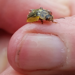 Paropsisterna agricola
