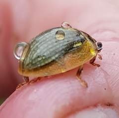 Paropsisterna agricola