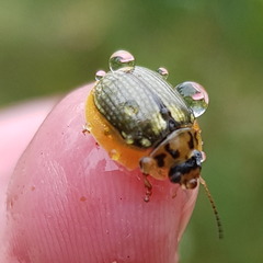 Paropsisterna agricola