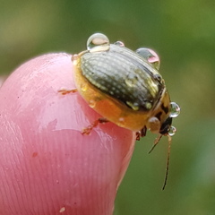 Paropsisterna agricola
