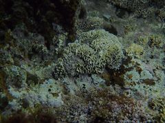 Lithophyllum dentatum