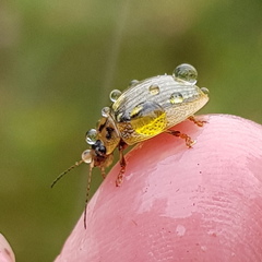 Paropsisterna agricola