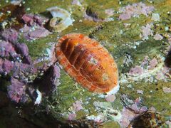 Rhyssoplax olivacea
