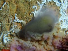 Phallusia fumigata