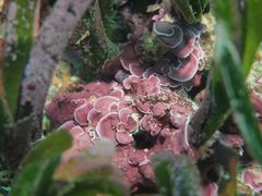 Mesophyllum expansum