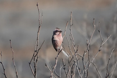 Carpodacus davidianus