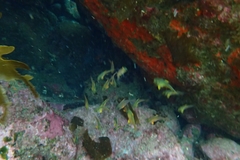 Pempheris adspersa