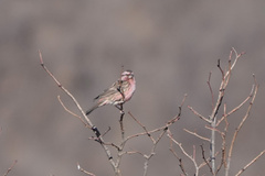 Carpodacus davidianus