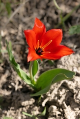 Tulipa zenaidae