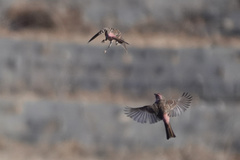 Carpodacus davidianus