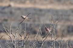 Carpodacus davidianus