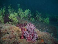 Alcyonium acaule