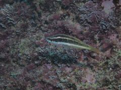 Symphodus doderleini