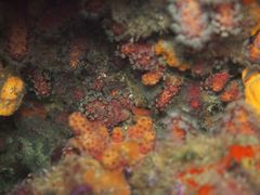 Alcyonium acaule