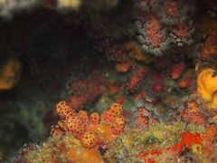 Alcyonium acaule