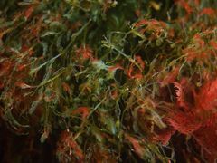 Bryopsis