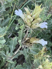 Blepharis diversispina