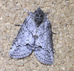 Nycteola polycyma