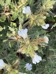 Blepharis diversispina