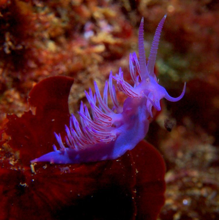 Photo of Affined aeolid (Flabellina affinis)