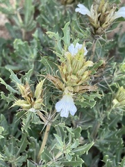 Blepharis diversispina