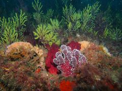 Alcyonium acaule