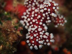 Alcyonium acaule