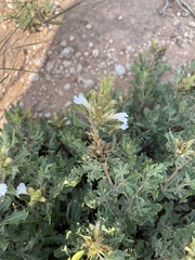 Blepharis diversispina