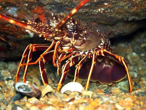 European Spiny Lobster, photo 5 of 7